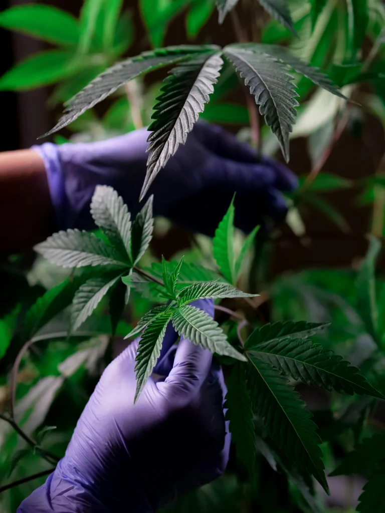 Licensed Cultivators