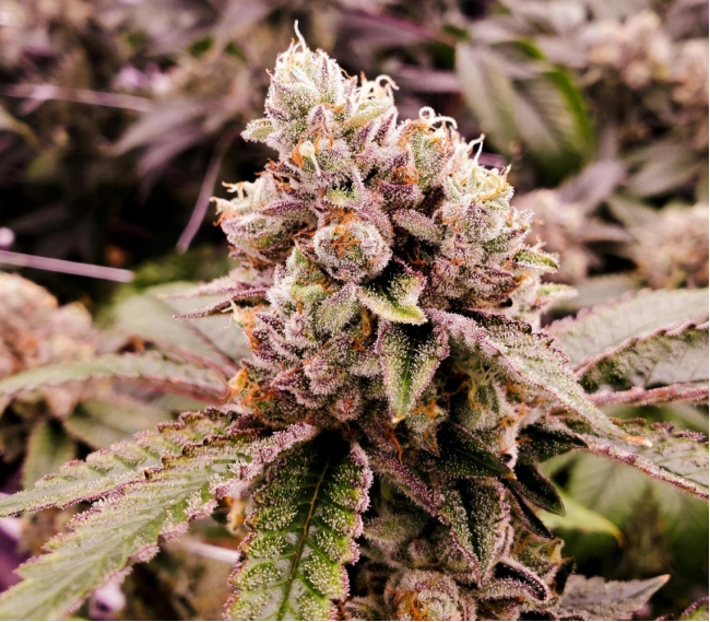 cannabis flower
