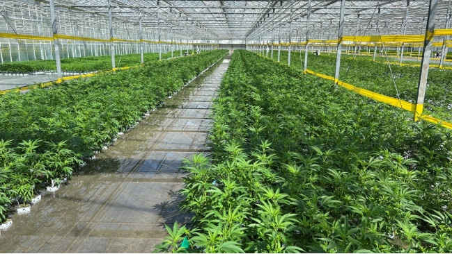 marijuana cultivation