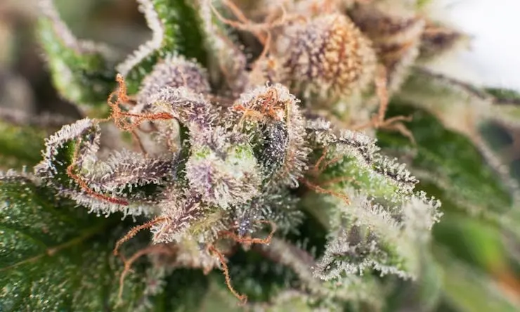 cannabis terpenes