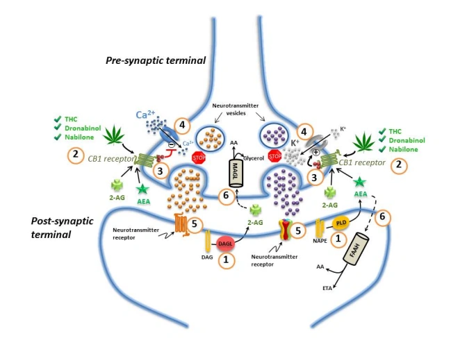 Endocannabinoid System in the Nervous System