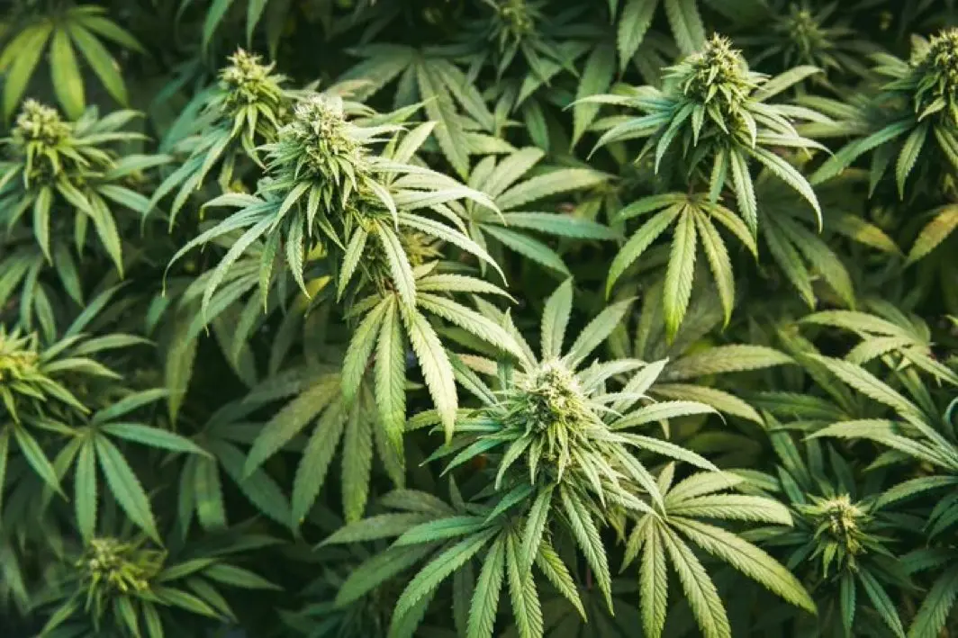 Cannabis plant