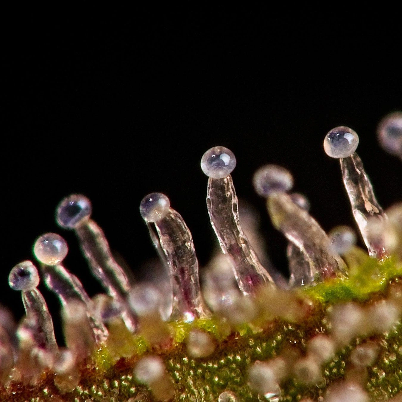 Trichome Coverage