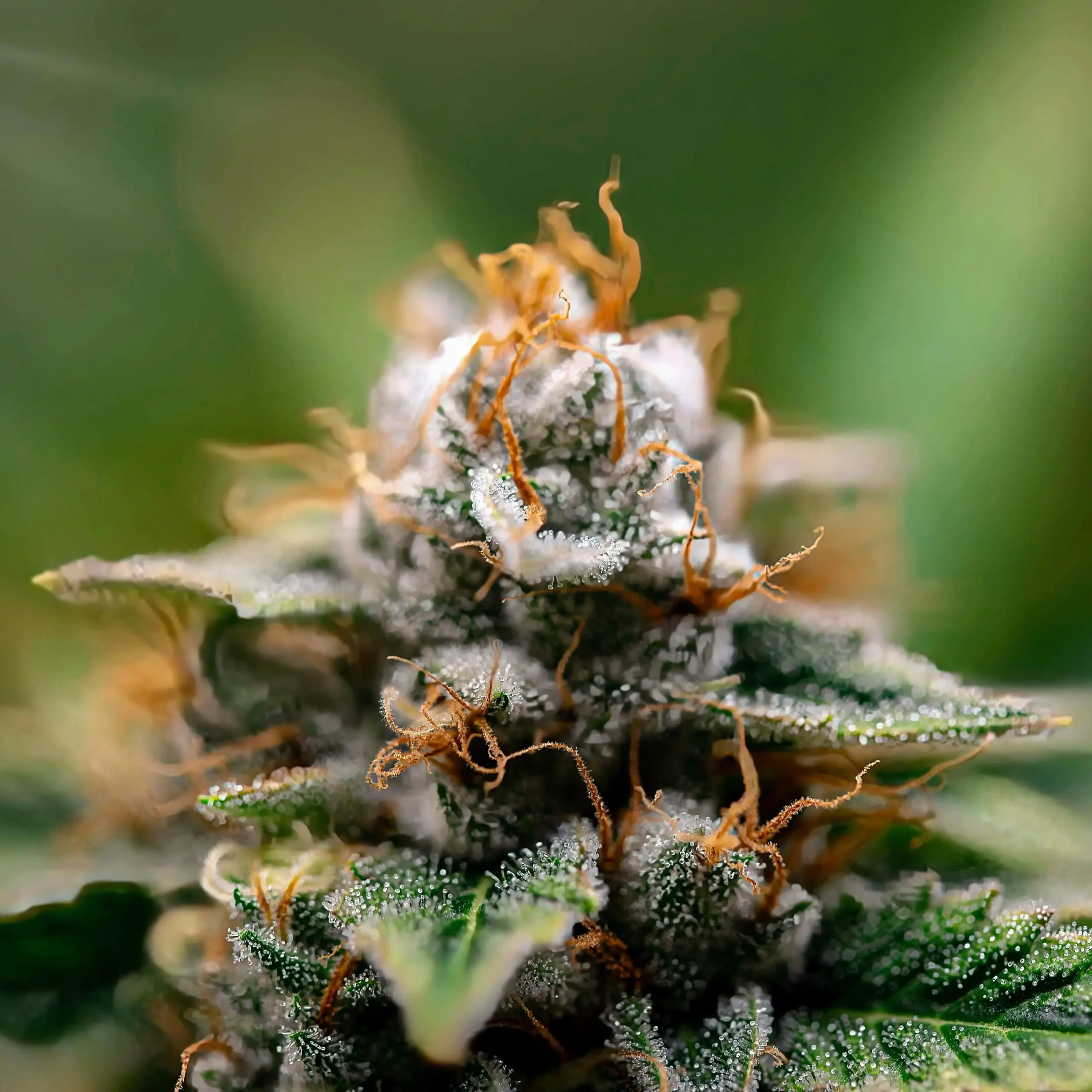 Trichome