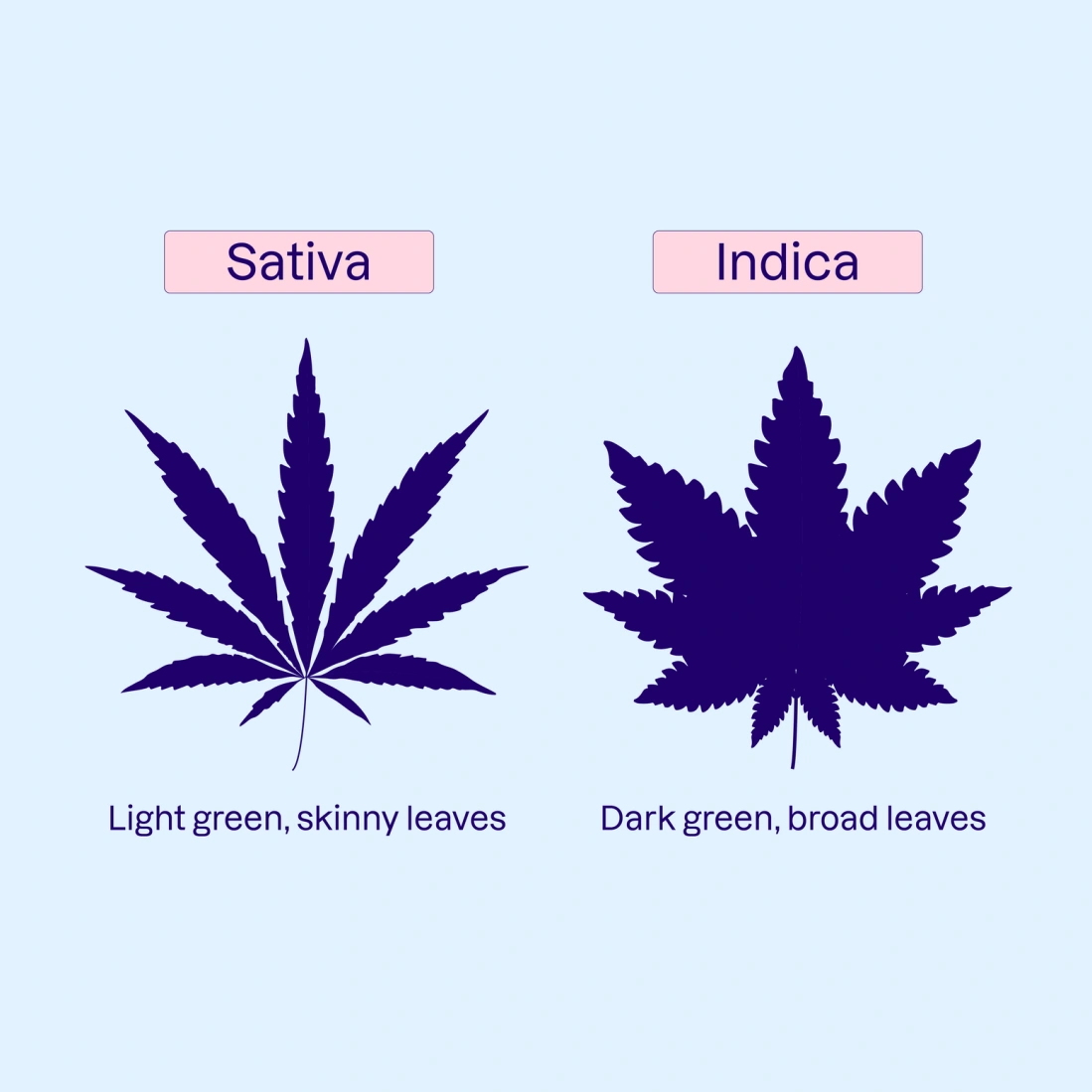 indica and sativa